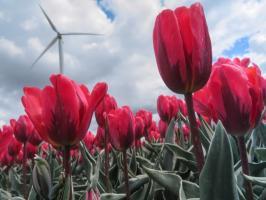 ll Tulpen im Detail mit Windrad Foto Tourisme Flevoland