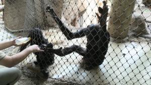 T Bonobo Fuetterung Copyright Zoo Frankfurt
