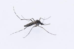 uni Aedes albopictus Weibchen