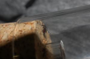 uni Aedes albopictus Asiatische TigermAcke gefangen in Rovinj Kroatien 1
