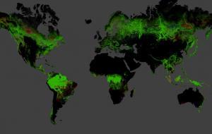 Weltweit verschwinden Millionen Quadratkilometer Wald
