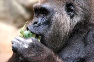 Zoo Gorilla copyright Wolfgang Daum