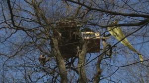10. Clumsy klettert auf Baumhaus. Tagebaugegner im Hambacher Forst besetzen Bäume um sie vor der Rodung zu schützen. Clumsys Baum1