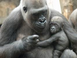Gorilla Shira mit Arco copyright Zoo Frankfurt