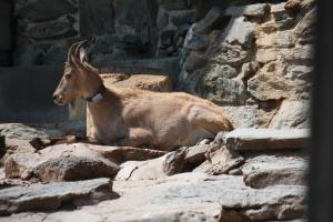 Westkaukasischer Tur mit Sender Foto Zoo Frankfurt