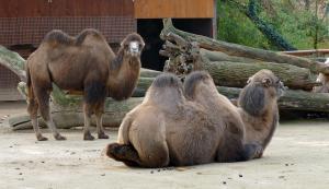 2020 11 Trampeltiere COOPER und HIRA Zoo Frankfurt