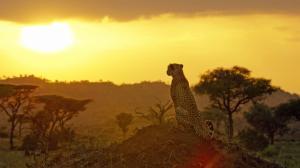 zdf Terra X Serengeti Ausschnitt ZDF Richard Jones JDP 76356 0 1 c64fc44573