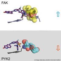 FAK PYK2 Inhibitor withoutText