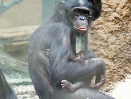 Bonobo Mixi Jungtier copyright Zoo Frankfurt