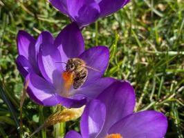 Bienen bedroht Foto Zoller
