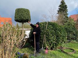 8252 Stechpalme im Garten von Holl Foto Zoller