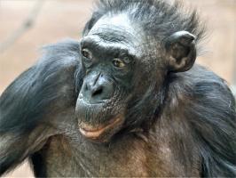 2021 Bonobo Margrit copyright Zoo Frankfurt