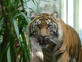 Sumatra Tiger Tipah Copyright Zoo Frankfurt
