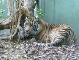 Sumatra Tiger Zuma Copyright Zoo Frankfurt