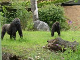 2021 Gorillas auf Anlage Copyright Zoo Frankfurt