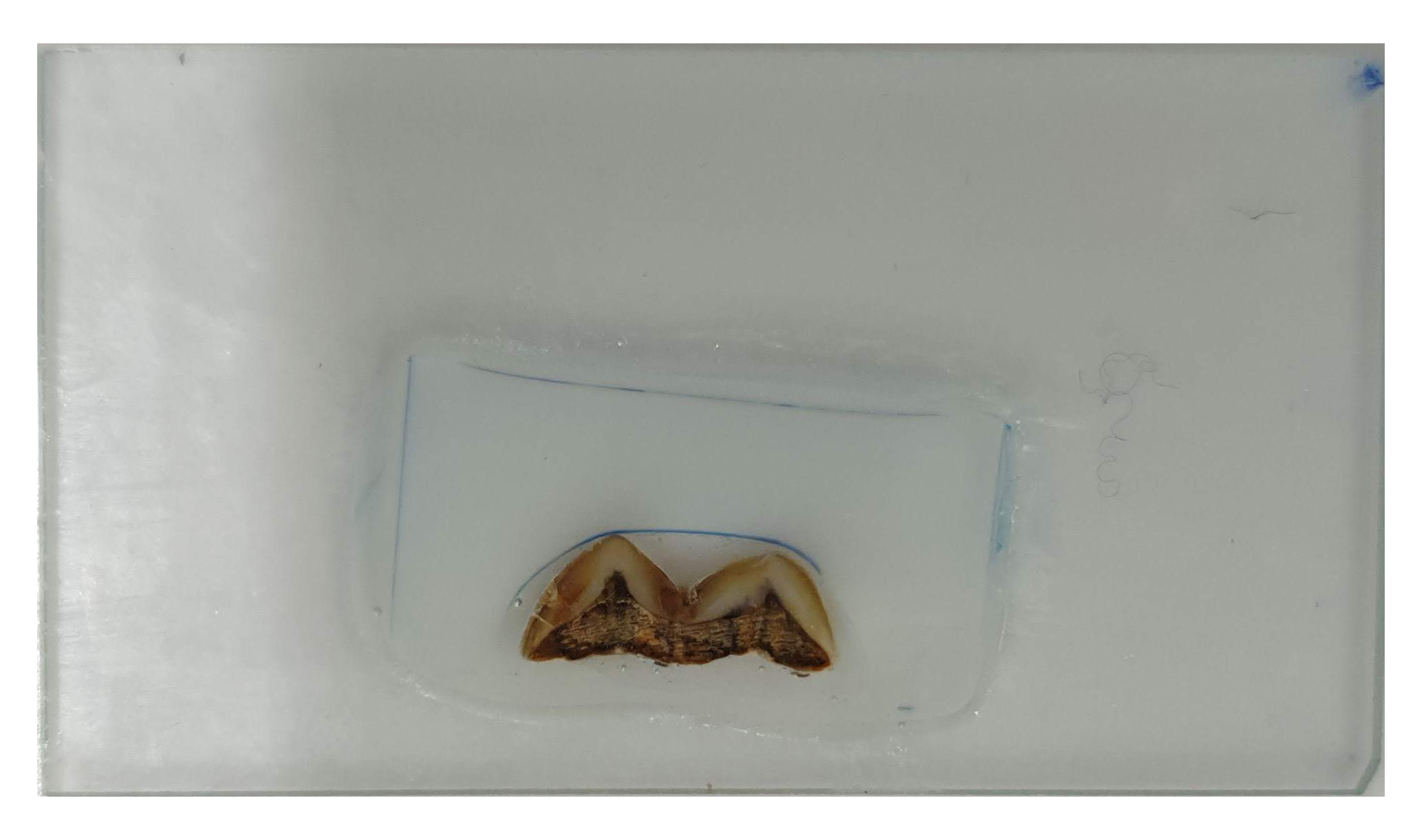 2 Homo tooth thin slice c AlessiaNava LucaBondioli