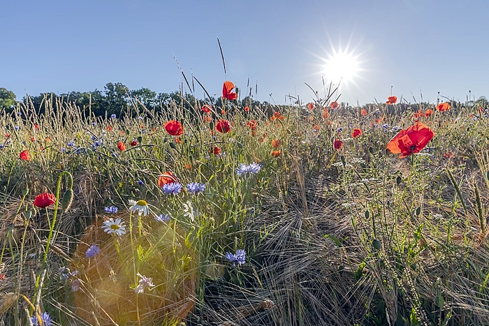 Heimat Natur TV1