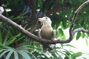 Blauflügelkookaburra Zoo Frankfurt