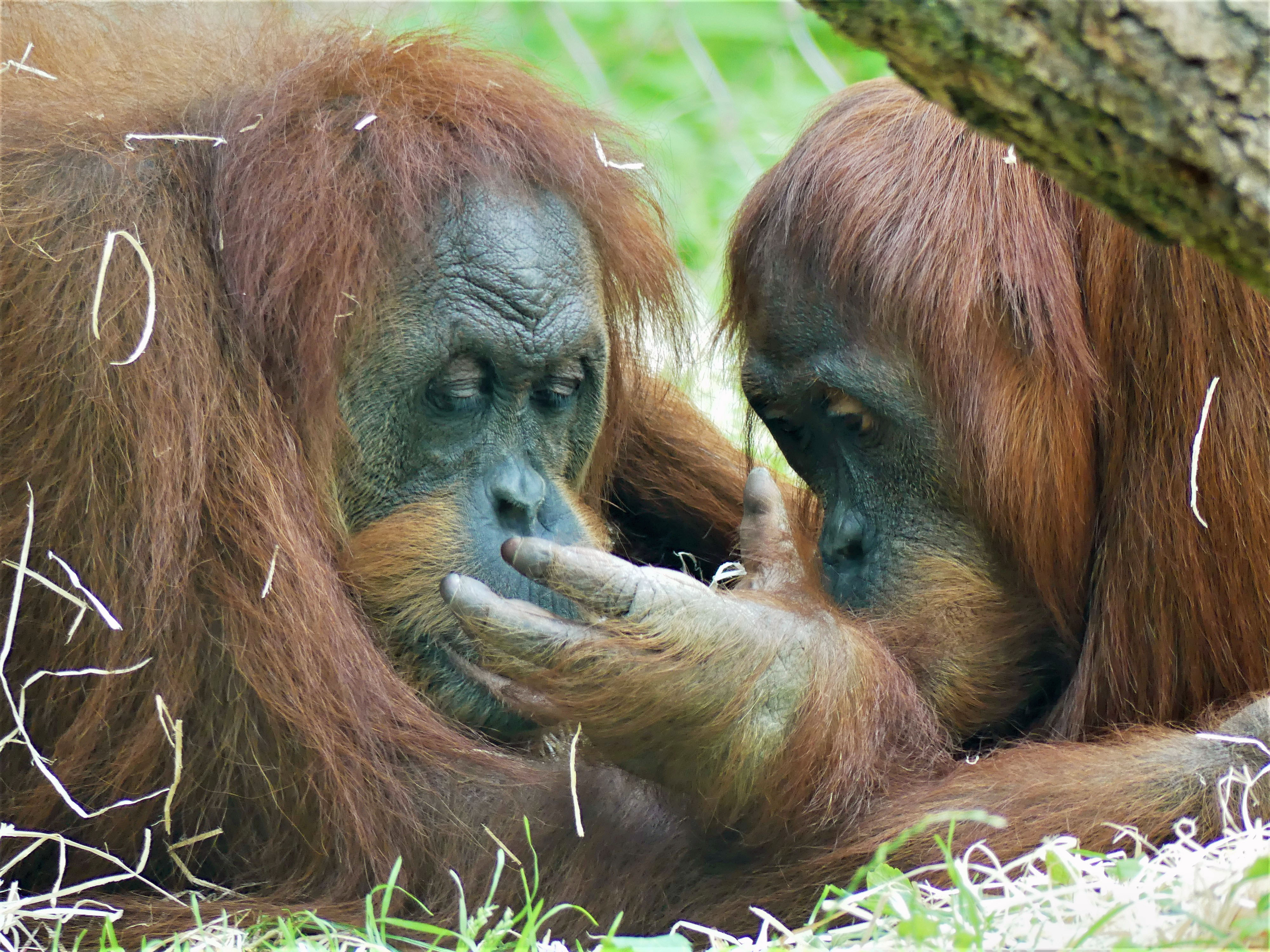 2021 ROSA und INDAH Zoo Frankfurt 1