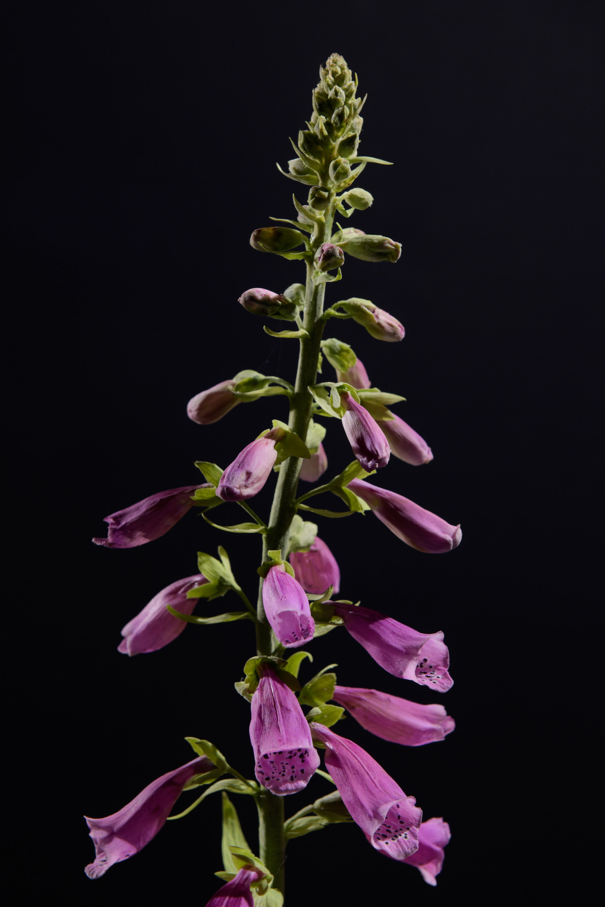 Dirk Übele Fingerhut