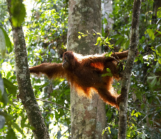 Orang Utan Cece vom Bukit Tiga Puluh Schutzprogramm Daniel Rosengren.7af1c5f5