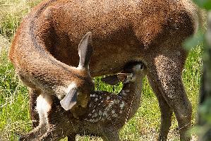 Bambi1