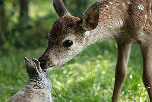 Bambi2