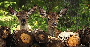 Bambi4