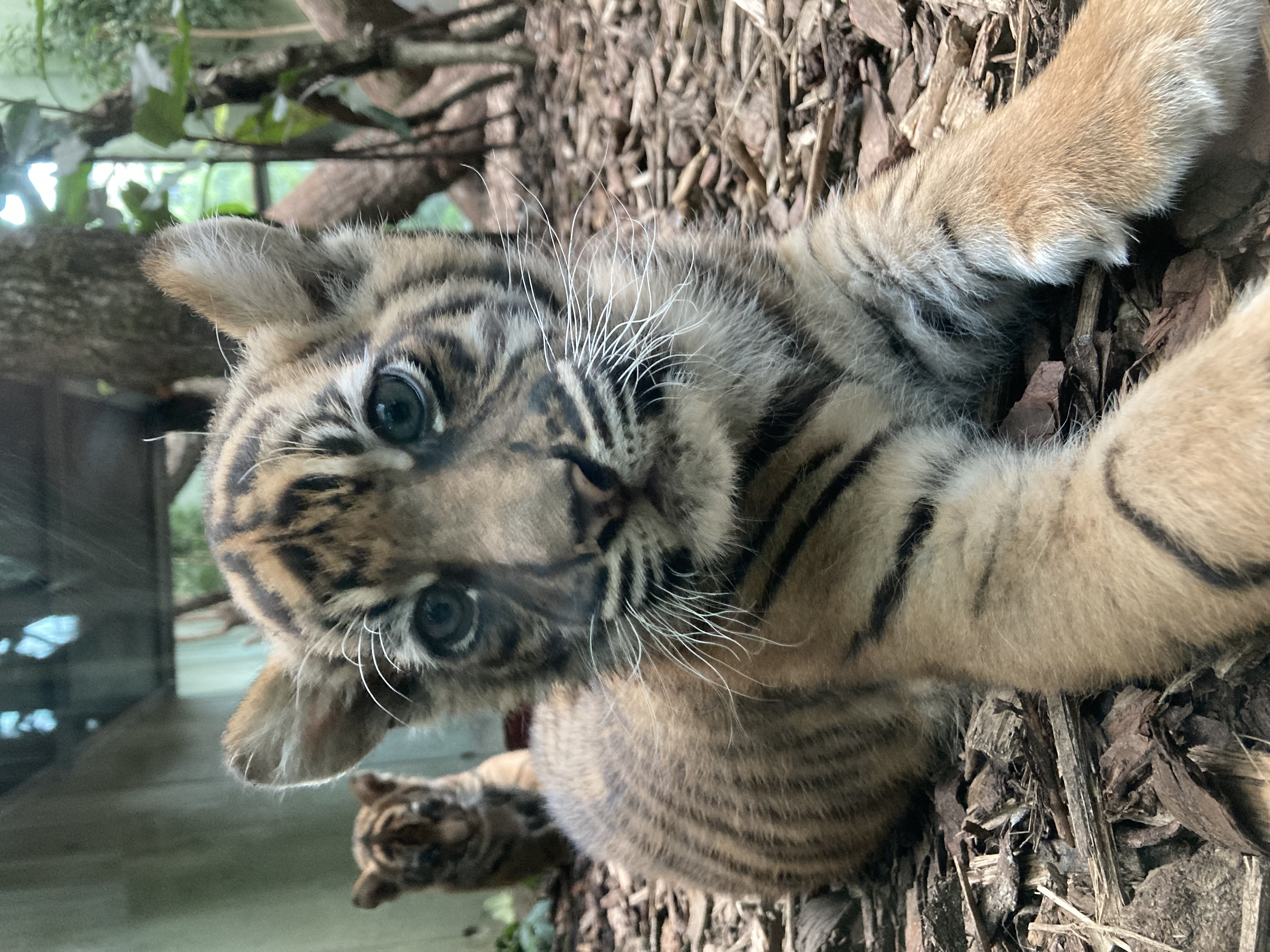 2025 Sumatra Tiger Jungtiere Copyright Zoo Frankfurt