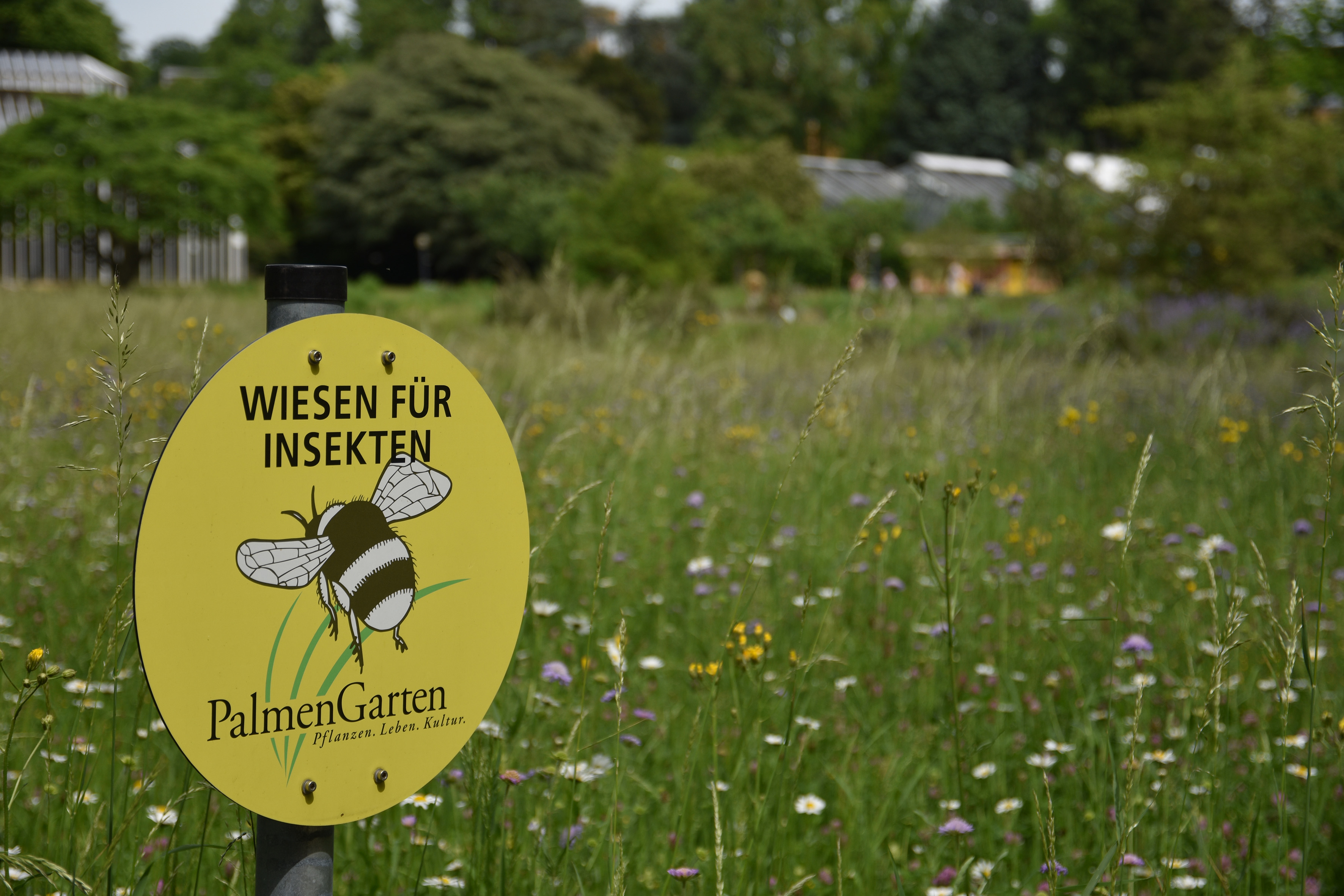 Insektenwiese PG Johannes Braun