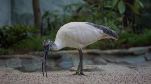 2025 Hellaugenibis Zoo Frankfurt