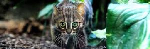 katze