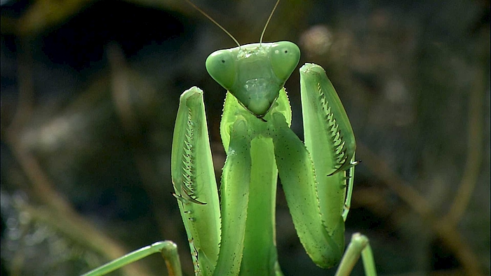Insekten TV1
