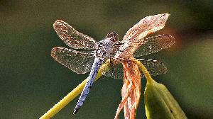 Insekten TV3