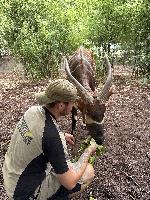 2025 Bongo Fuetterung Copyright Zoo Frankfurt