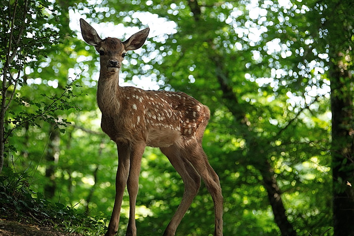 Bambi DVD2