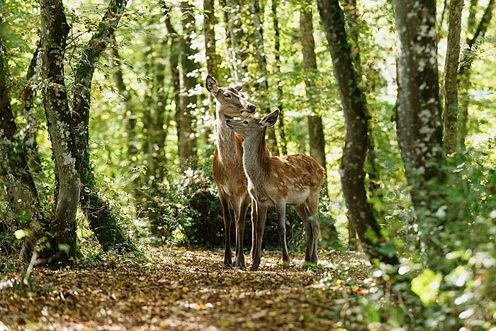 Bambi DVD4
