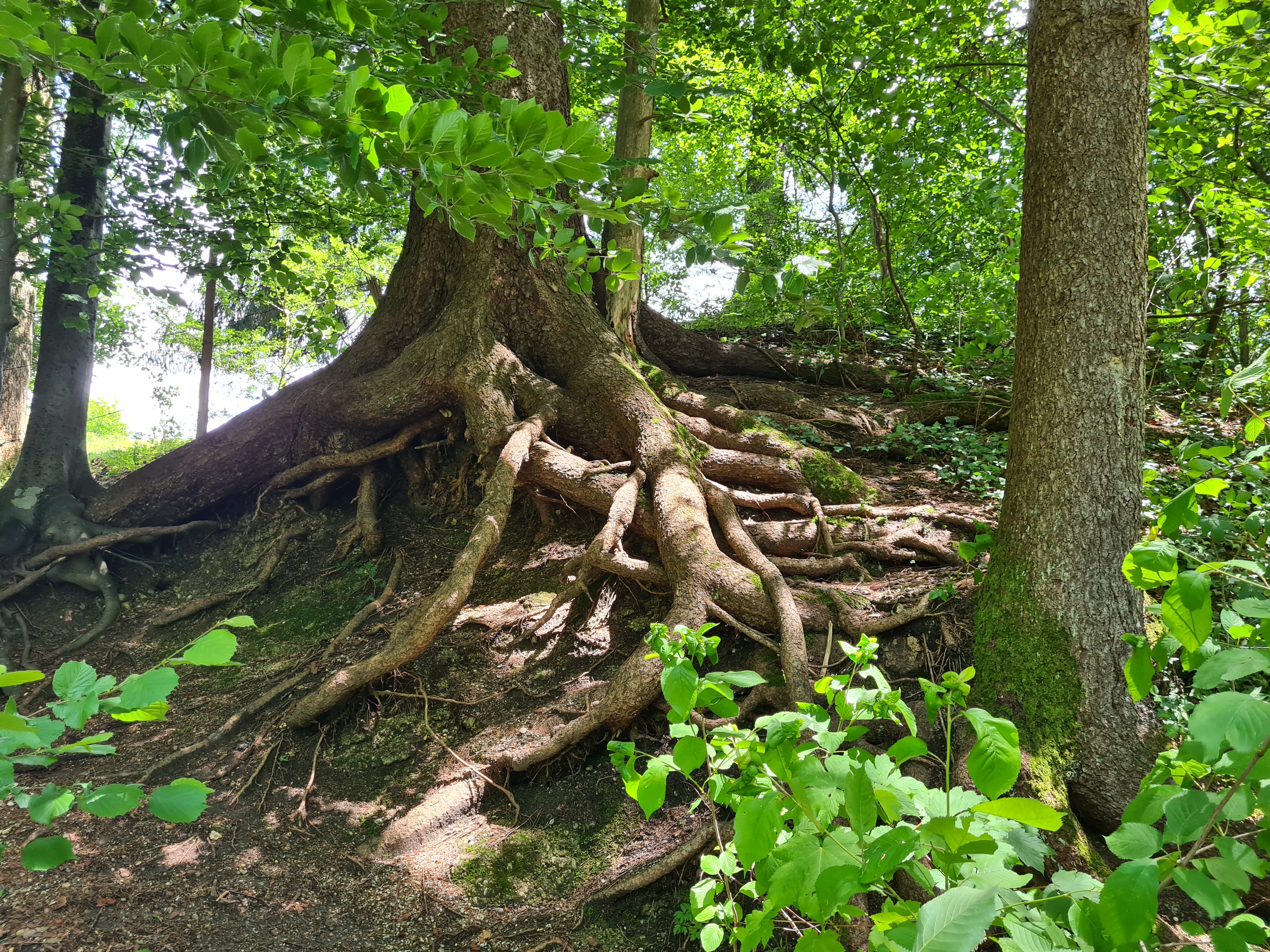 Anregung zum inneren Verwurzeln