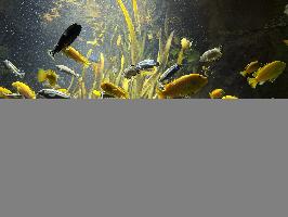 Aquarium im Exotarium Copyright Zoo Frankfurt