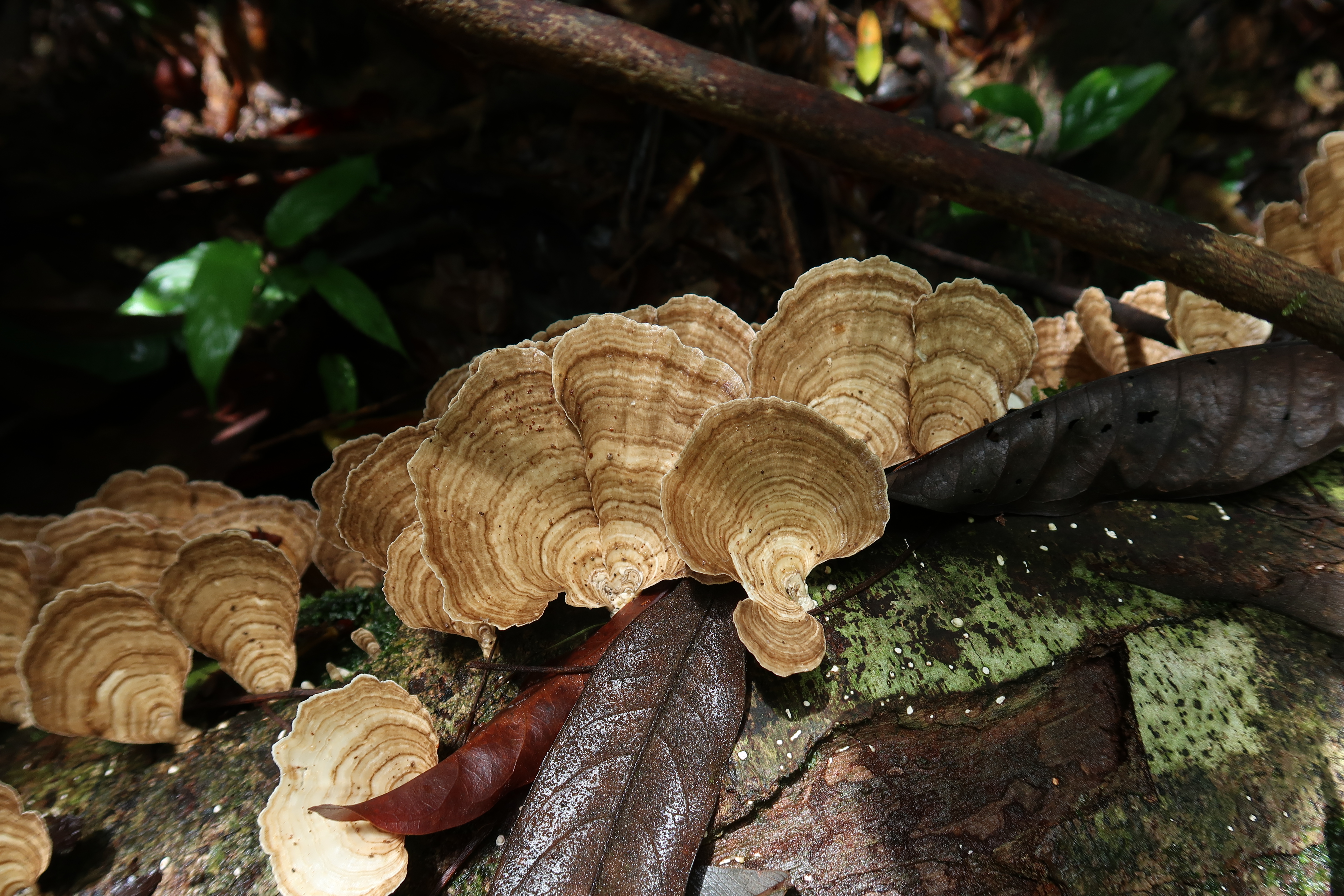 2 Cubamyces Trametes menziesii La Gamba Costa Rica Aug 2023 5