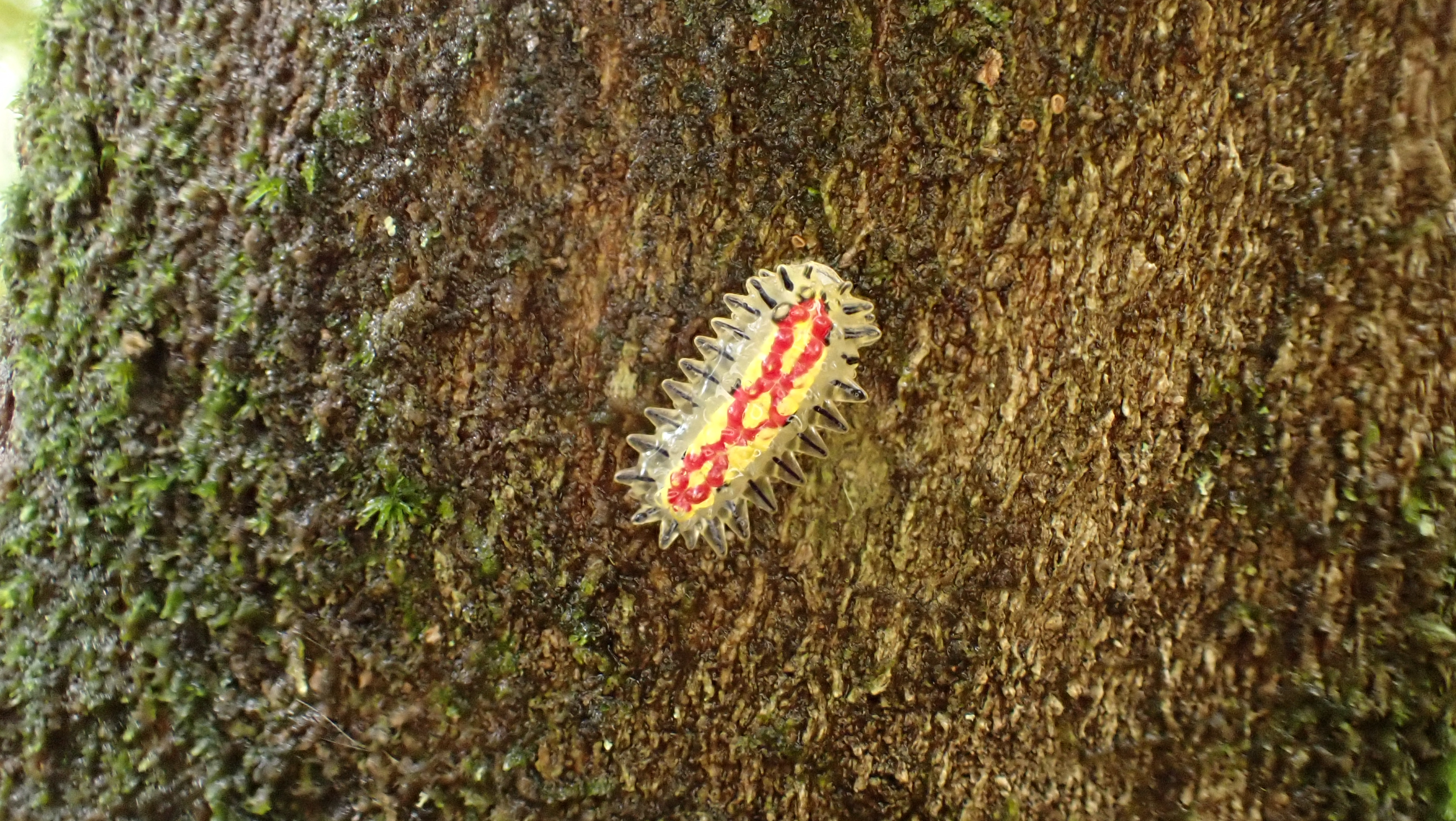 3 Raupe Mirador trail La Gamba Costa Rica Sept 2024 80