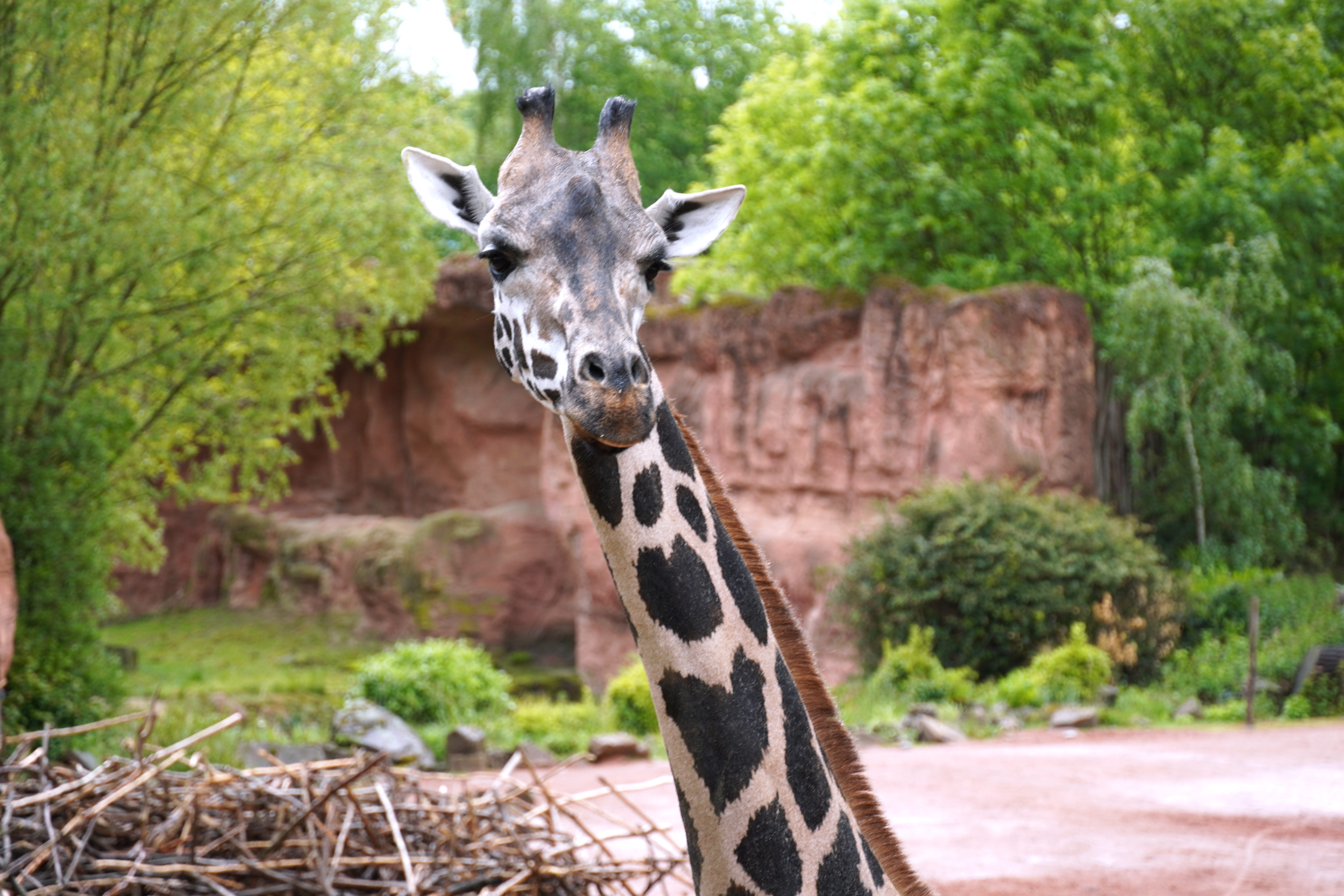 Giraffe Niobe Copyright Erlebnis Zoo Hannover